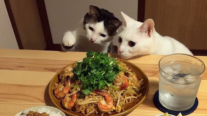 วันนี้เจ้าเอื้อพาเหมียวกับจ้มมาทานข้าวนอกบ้าน