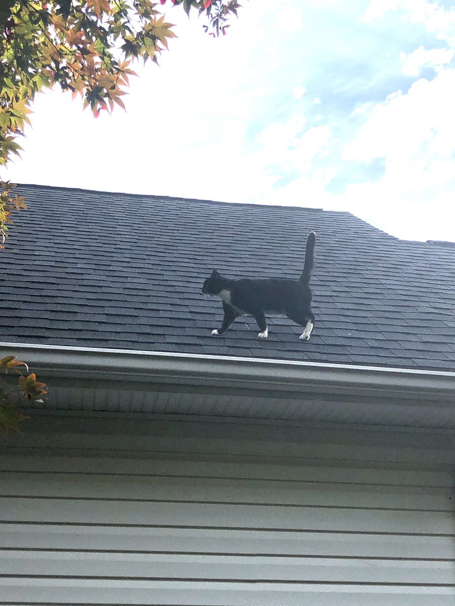 David Knight (@dknightvt) on Twitter photo Rory: “Ruth’s on the roof!”
Get your copy of our tiny-cat inspired story written and illustrated by <a href="/ckrendlgilbert/">Claire K. Gilbert</a> here: amazon.com/Ruth-Roof-Clai… Rory: “Ruth’s on the roof!”
Get your copy of our tiny-cat inspired story written and illustrated by <a href="/ckrendlgilbert/">Claire K. Gilbert</a> here: amazon.com/Ruth-Roof-Clai…