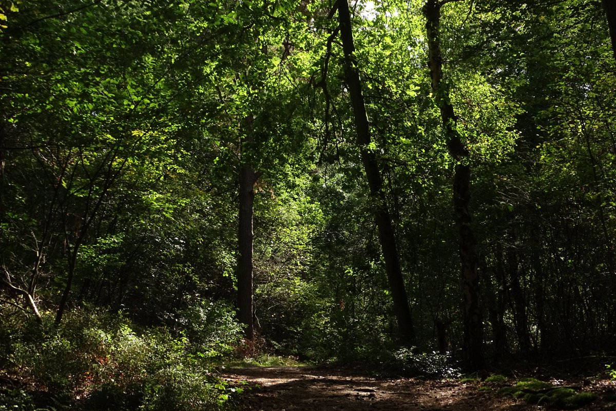 Hendrikszand bij Nunspeet