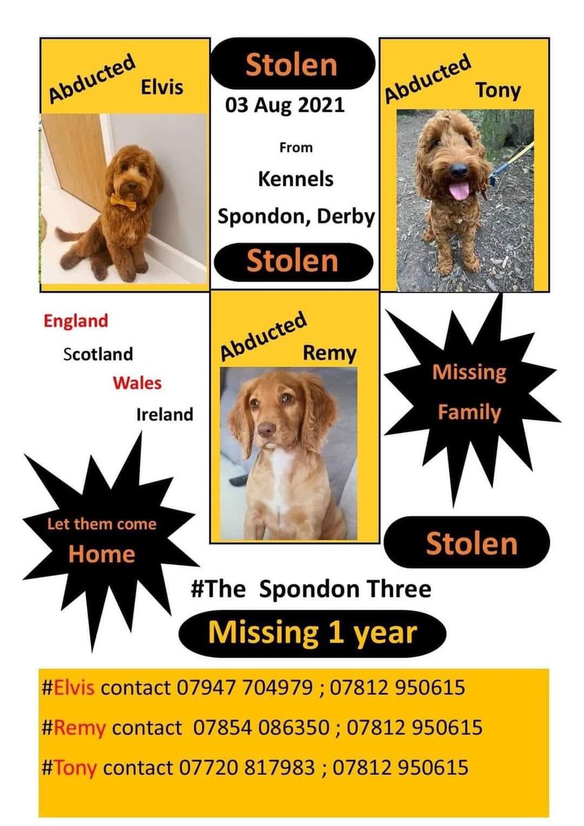 #TheSpondonThree STILL MISSING 
#findRemy #findElvis #findTony 
3/8/21 
STOLEN ONE YEAR AGO FROM BOARDING KENNELS 
#Spondon
