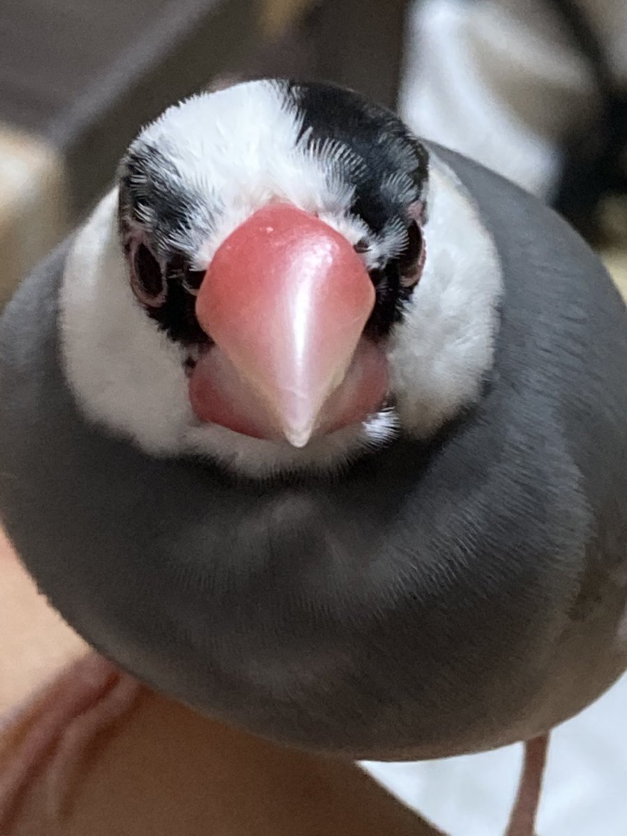 pukupuchan's tweet photo. とアップライチと娘っちになでなでされてるあんず🕊 https://t.co/hyw9SdO2G3
