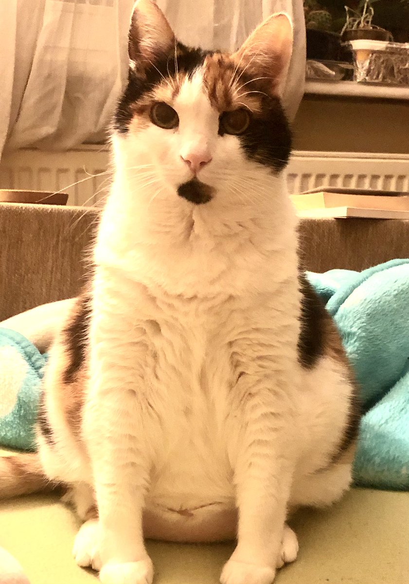 kivanc kocak tweet media