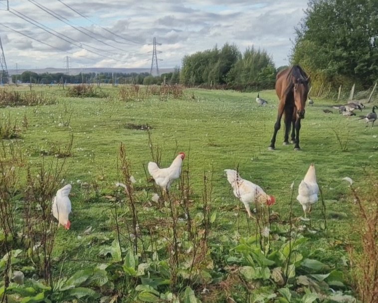 slattockslock54's tweet photo. New members of the family, four, six eight and eleven 🐓🐓🐓🐓 https://t.co/8ynkq2j5yv
