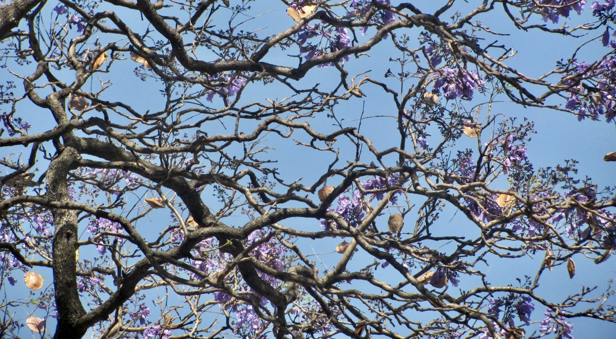 El otoño es una metáfora de la vida. Cuando nos referimos a esa estación, sabemos que se trata de la edad madura, previa a la vejez y antes de la larga, fría y negra noche invernal...
juegogeuj.blogspot.com/2022/09/el-oto…