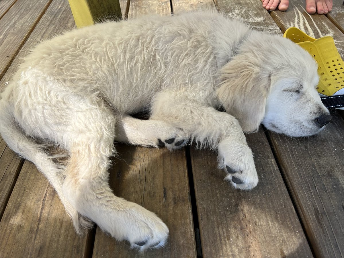 glvilm's tweet photo. @JoJoFromJerz Woof! https://t.co/OkxHZaa98R