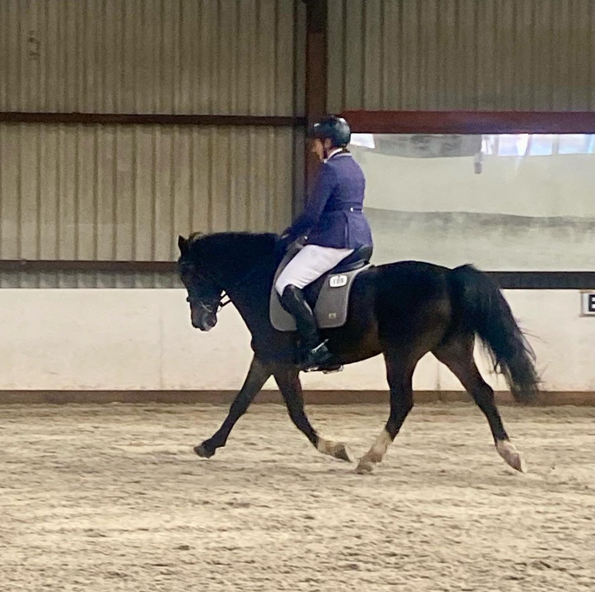 Just over 6 months under saddle and little ponio attempted his 2nd BD show today  🤔😁 winning Prelim 15 on 70.6% &amp; Novice 38 with 69.52% 🥇🏆❤️ #newforestpony #dresssage #eventing Facebook.com/mshdressage