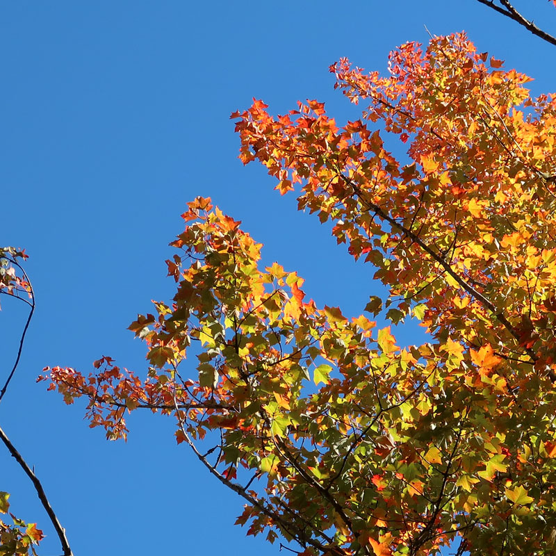 Snagged a perfect Fall day, after last week of grey rain, for the 25th annual Foliage Ride on the Cross Vermont Trail yesterday in Groton. Good times, nice to meet folks and ride with them out on the trail!
