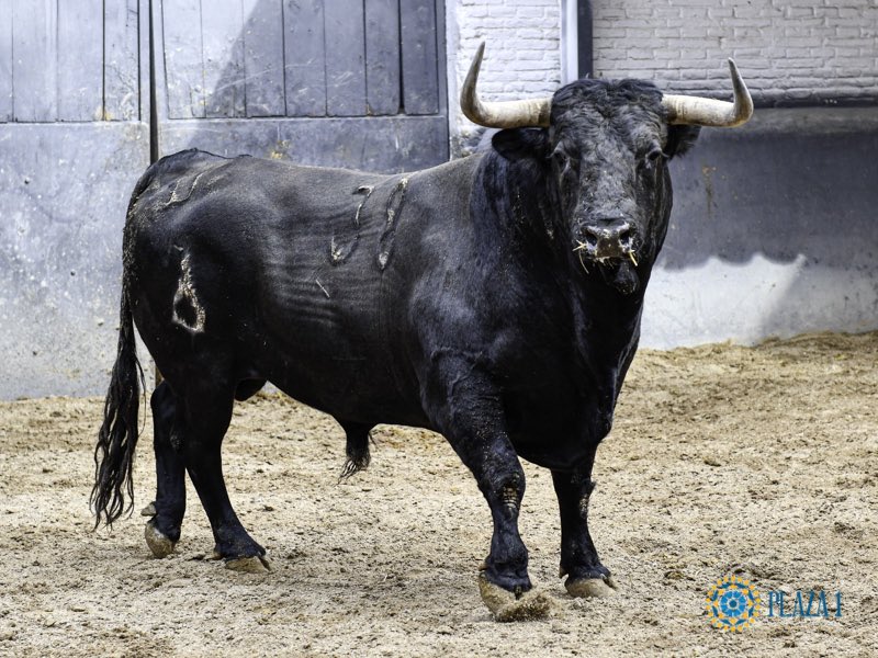 Hoy #Madrid. A las 18h. ¡Que Dios reparta suerte! 

1º de Fermín Bohórquez y 2º de La Palmosilla.