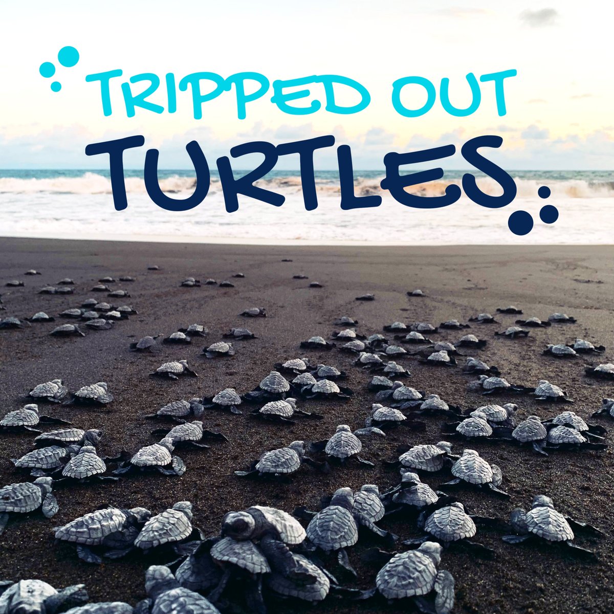 Tripped_Turtles's tweet photo. And the story continuesโฆ
These were cute, innocent animals exposed immediately to a planet inhabited by humans with a throwaway culture and an overwhelming sense of entitlement.
#Solana #NFT #SolanaNFT #NFTCommunity #NFTProject #TrippedOutTurtles
https://t.co/OGr3HxaMPu https://t.co/IL9dPXwALH