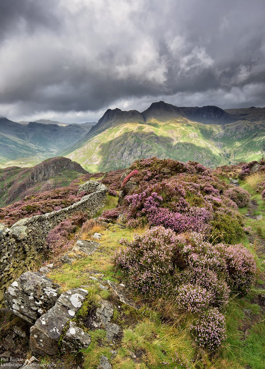 Phil Buckle tweet media