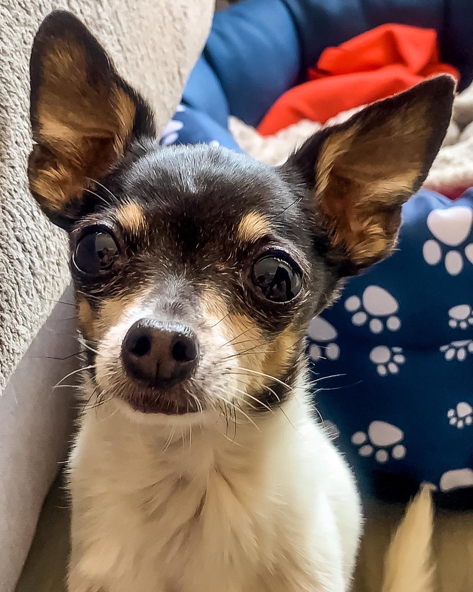 SrTropi's tweet photo. Hola amiguetes. ¿Cómo va vuestro domingo? Yo, poniendo cara de pena para ver si me dan algo de comida humana 😍😍 https://t.co/JOx8IoaYh3
