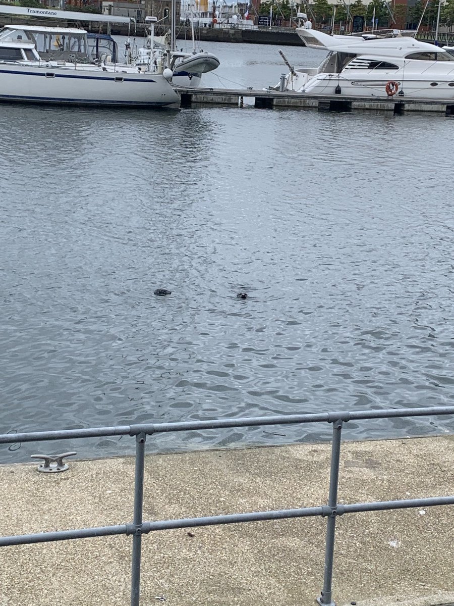 One of the main attractions on #MaritimeMile today - two seals in Abercorn Marina 😀⁦@MaritimeBelfast⁩ ⁦@BelfastHarbour⁩ ❤️