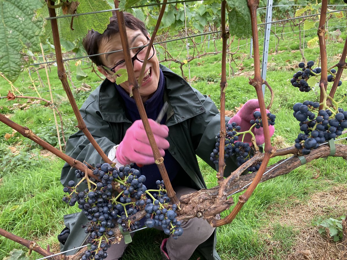 I’ve been harvesting Rondo #wine grapes with these fabulous people @Conwyvineyard today which ended with a lovely lunch (thanks Charlotte!) and a cheeky well deserved glass of Solaris! 😀🍷🍇