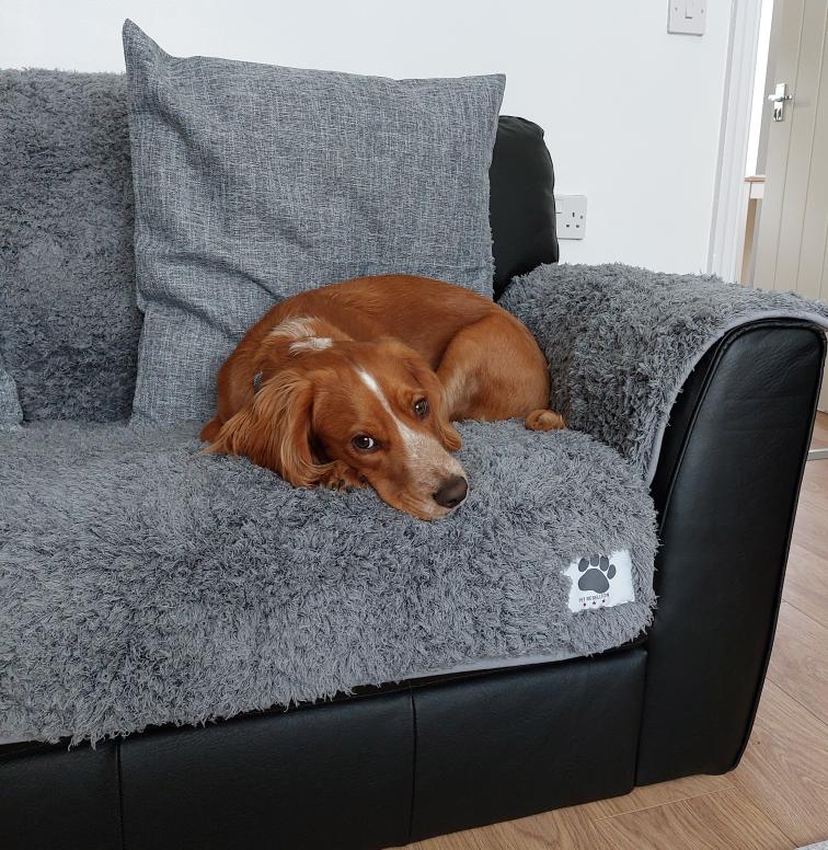 PetRebellion's tweet photo. Here’s Charlie the cocker showing off his new place to snuggle in! Protect your sofa using our Comfy Sofa Protection Range. https://t.co/XIs3Bf7zbT
#sofaprotection #carprotection #dog #dogs https://t.co/vlaFbu2WyH