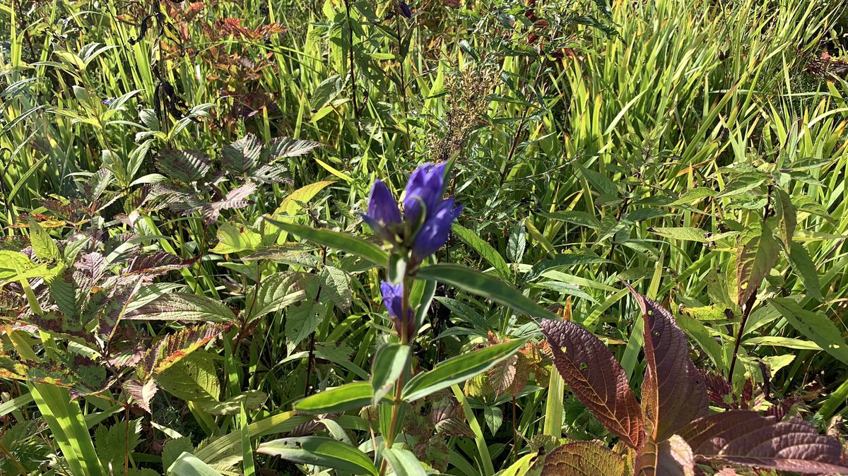 toma8245's tweet photo. 予定がない予定だったけど
ふと白馬村へ・・・🏔
ニホンカモシカにも遭遇☺️

#白馬五竜高山植物園 #五竜テレキャビン #とおみ駅 #アルプス平駅 #五竜岳 #長野県 #北安曇郡 #白馬村
#神域 #ニホンカモシカ #エスカルプラザ #エイブル白馬五竜 #白馬五竜観光協会 https://t.co/f9VbLJkzZm