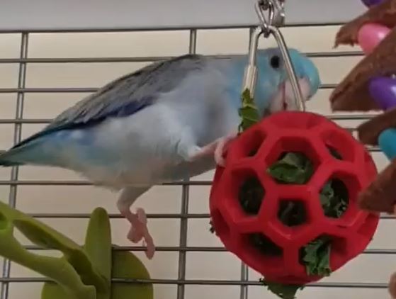 NorthernParrots's tweet photo. The Life of Brody is enjoying their foraging toy. All size of birds enjoy foraging, even Parrotlets. Do you agree? #parrotlet #parrotlets https://t.co/BmfEBjyn82 https://t.co/cgCSO6untg
