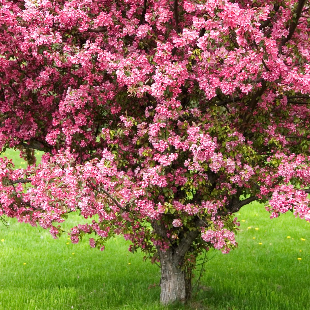 HouseplantJoy's tweet photo. Ready to upgrade my backyard garden with this Crabapple Tree!
Follow the link to read more about #FallPlanting >> https://t.co/lHmbumikwf
#backyardliving #backgarden #outdoorliving #backyardoasis #gardenideas #fallideas #autumntrees #lovemygarden #crabappletree #fall #autumn https://t.co/y7z1iuPDcd