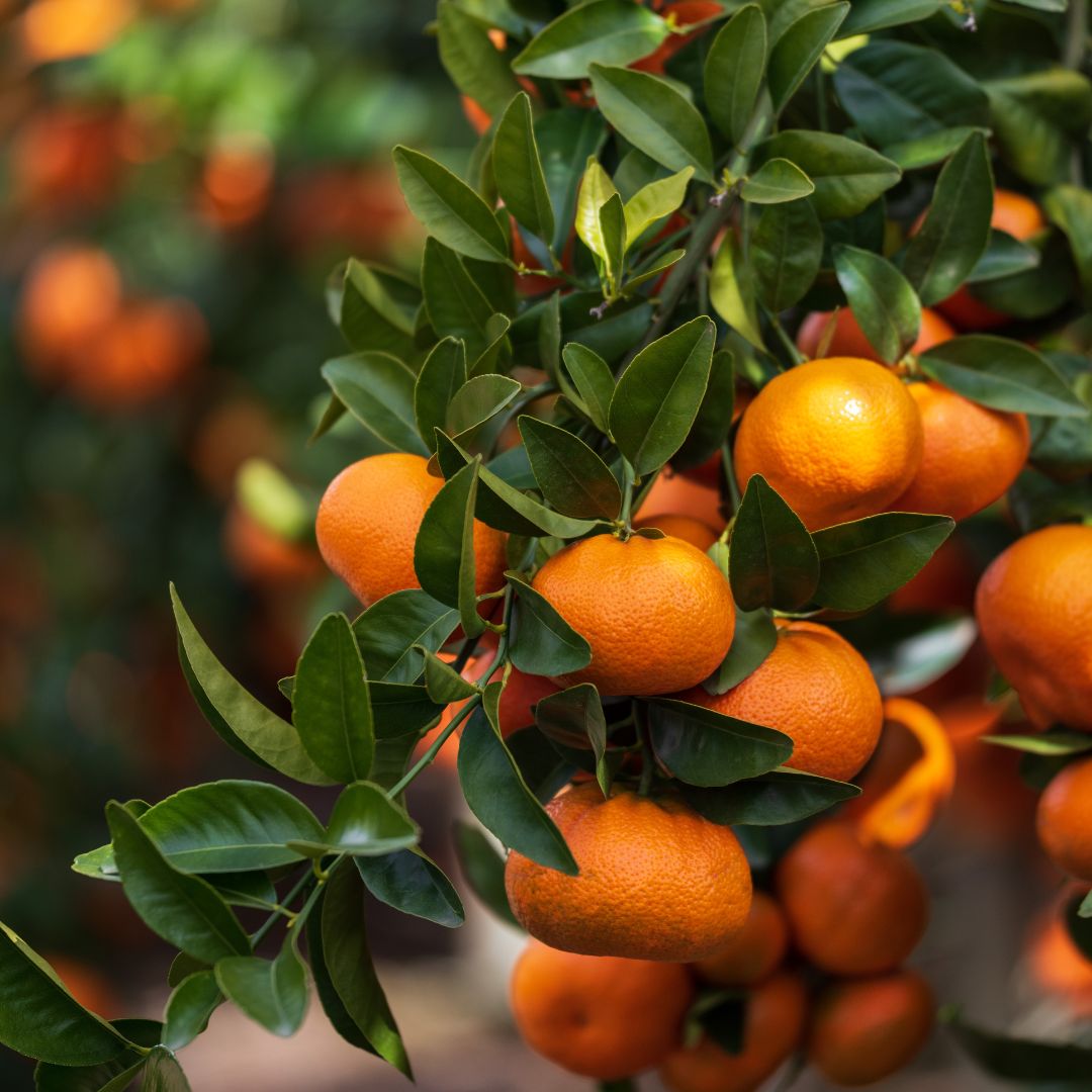 ClemenGold's tweet photo. A gift from nature. 🧡
Juicy, easy-to-peel & virtually seedless!
#ClemenGold #citrusbliss #citrusblast #citrusaitsbest #healthysnack #vibrant #juicy #easytopeel #virtuallyseedless #citrusseason #orchard https://t.co/PDccuE8pNb