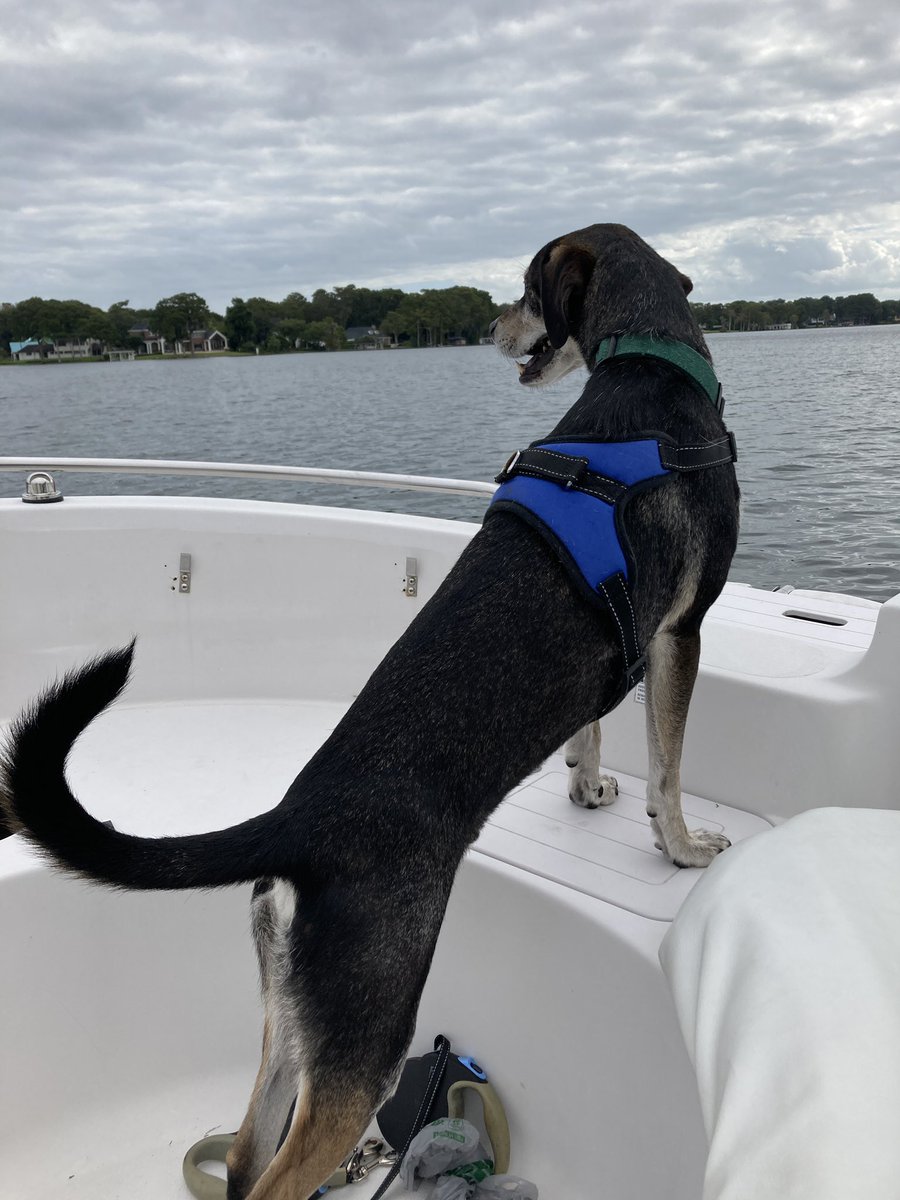 MichelleBackel's tweet photo. @JoJoFromJerz Happy boat dog! https://t.co/8KVHNg8hh1