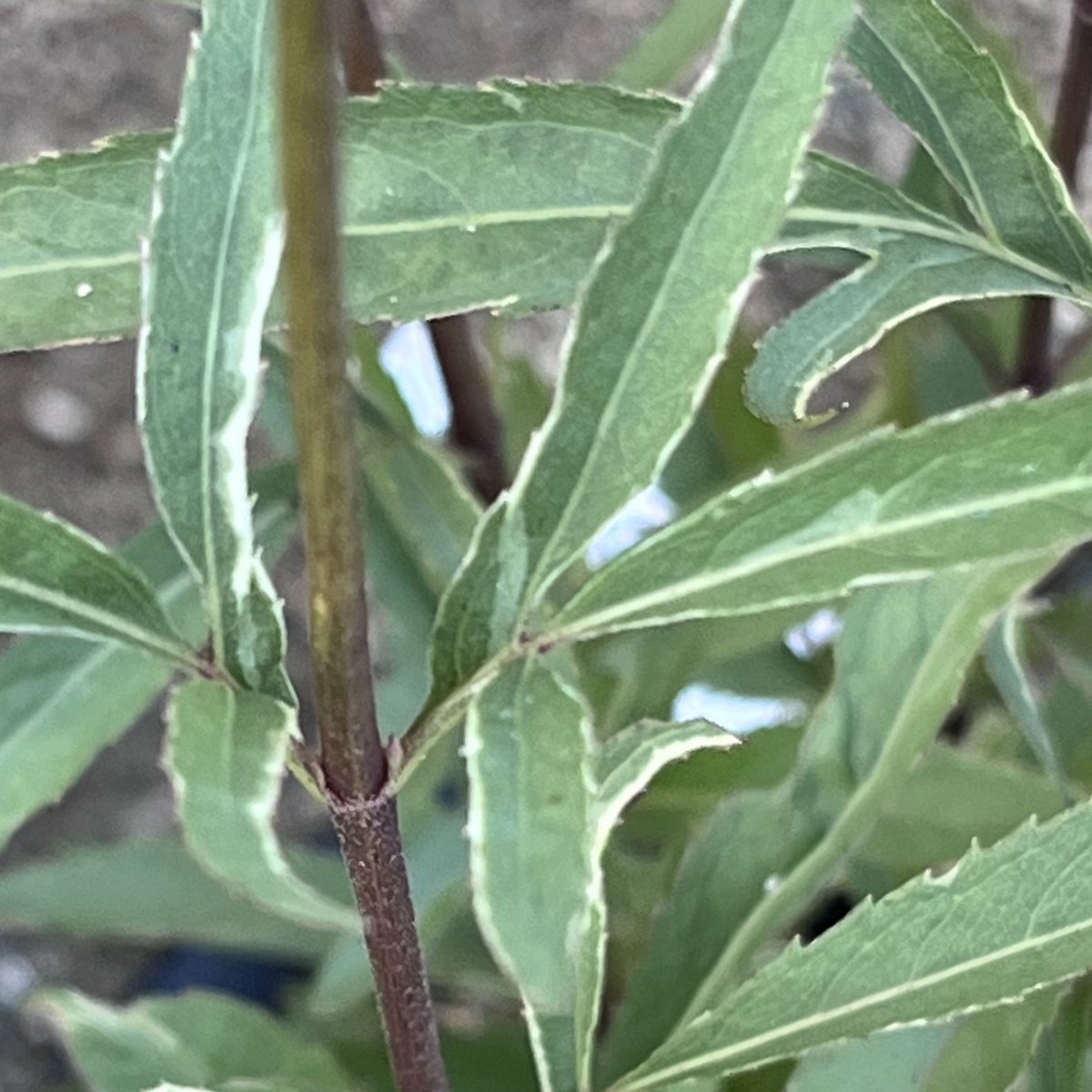 斑入りフジバカマ