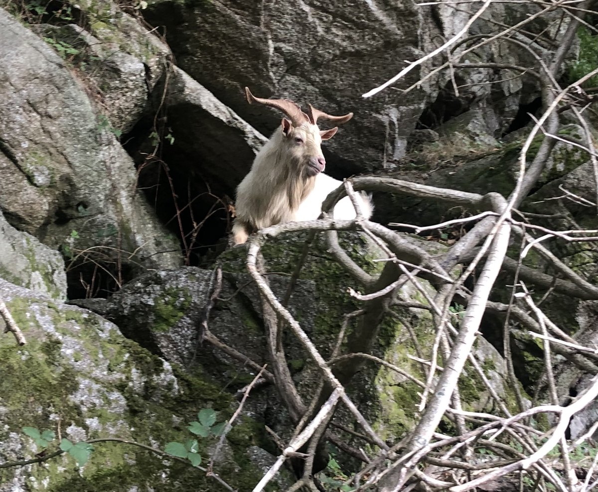 Lettiemccarthy's tweet photo. Look who I met on #NationalWalkingDay #barnaslanganwood #wildgoats #nature #greatoutdoors #sundayvibes https://t.co/TxSBEMKt4u