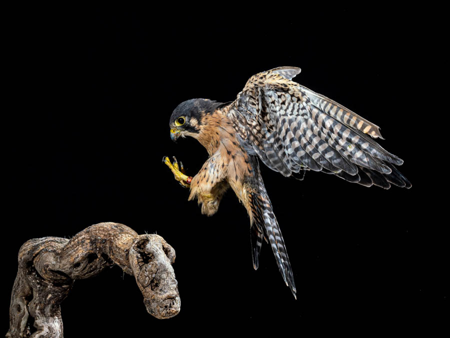 🦅El pasado fin de semana, la asociación fuenlabreña <a href="/Afopaz/">Afopaz</a>  organizó un taller de fotografía de alta velocidad impartido por Mario Cea Sánchez. Desde aquí les queremos agradecer el habernos invitado ¡y felicitarles por su éxito!
📝 fonamad.org/curso-alta-vel…
📸 <a href="/colombojmmg/">Miguel Colombo</a>