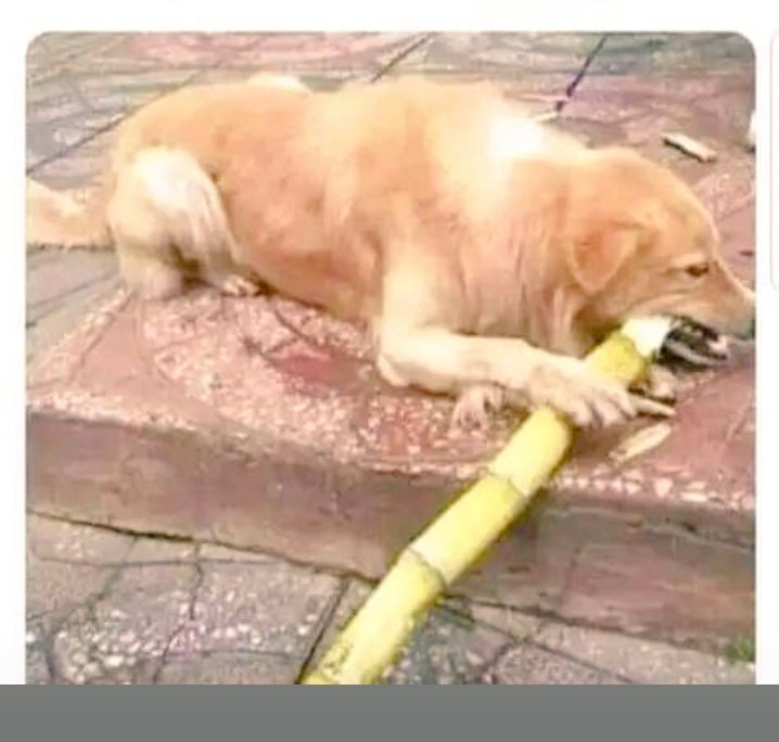 Enokadu1's tweet photo. My life after NSS 👇👇👇👇, things I dislike while in school, eturn my hobby now . Aww 💔 https://t.co/V0BGgjkIuP