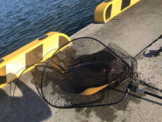 本日めでたくエイデビューしました 