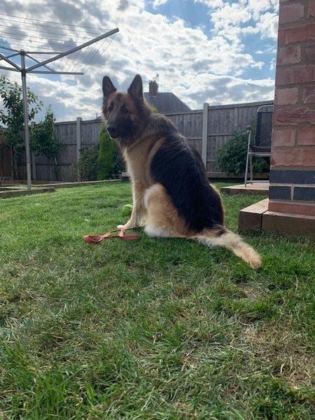 gsrescueelite's tweet photo. Deifer is 8yrs old and this boy is looking for a child and pet free home that has exp of living with a dog that can be protective of his people 
#dogs #GermanShepherd #Notts 
https://t.co/QCDp5c7t1e https://t.co/Wv0qPTX4rS