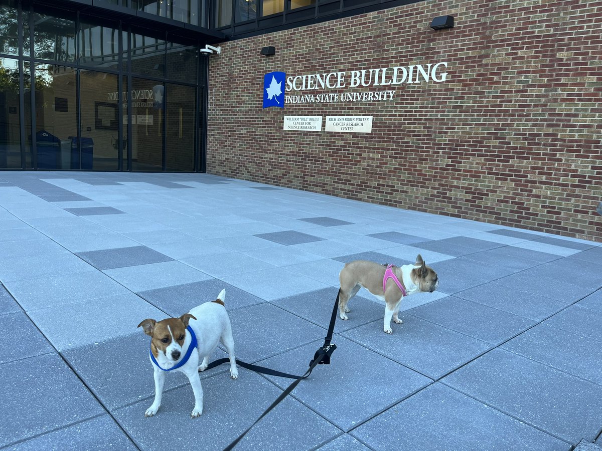 INDStateRex's tweet image. Edith and Tucker enjoyed their morning walk at Indiana State University. They stopped for a break at the Rich and Robin Porter Cancer Research Center in the ISU Science Building. #HauteHounds