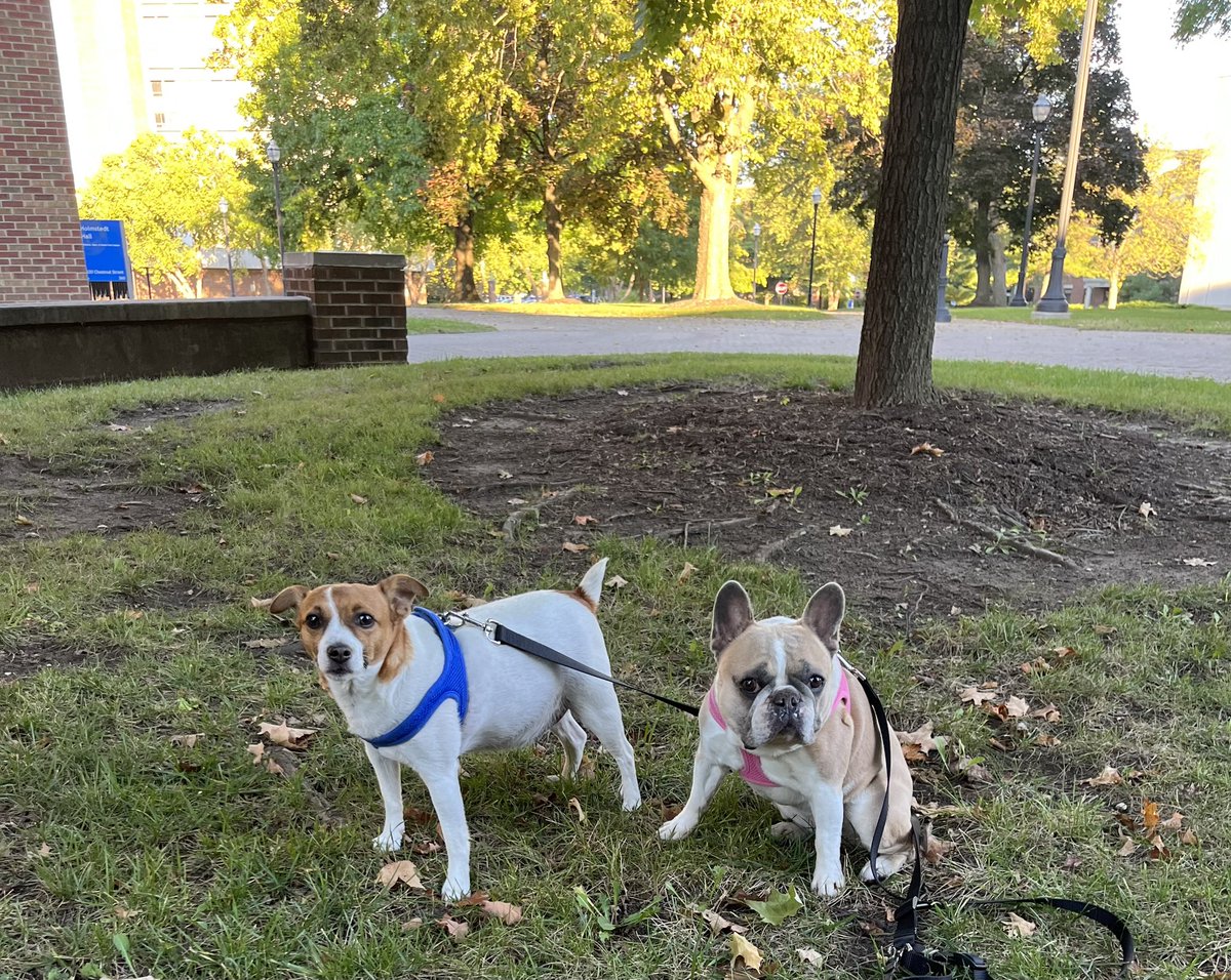 INDStateRex's tweet image. Edith and Tucker enjoyed their morning walk at Indiana State University. They stopped for a break at the Rich and Robin Porter Cancer Research Center in the ISU Science Building. #HauteHounds