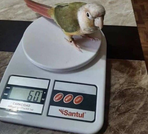 60 gramos de perico