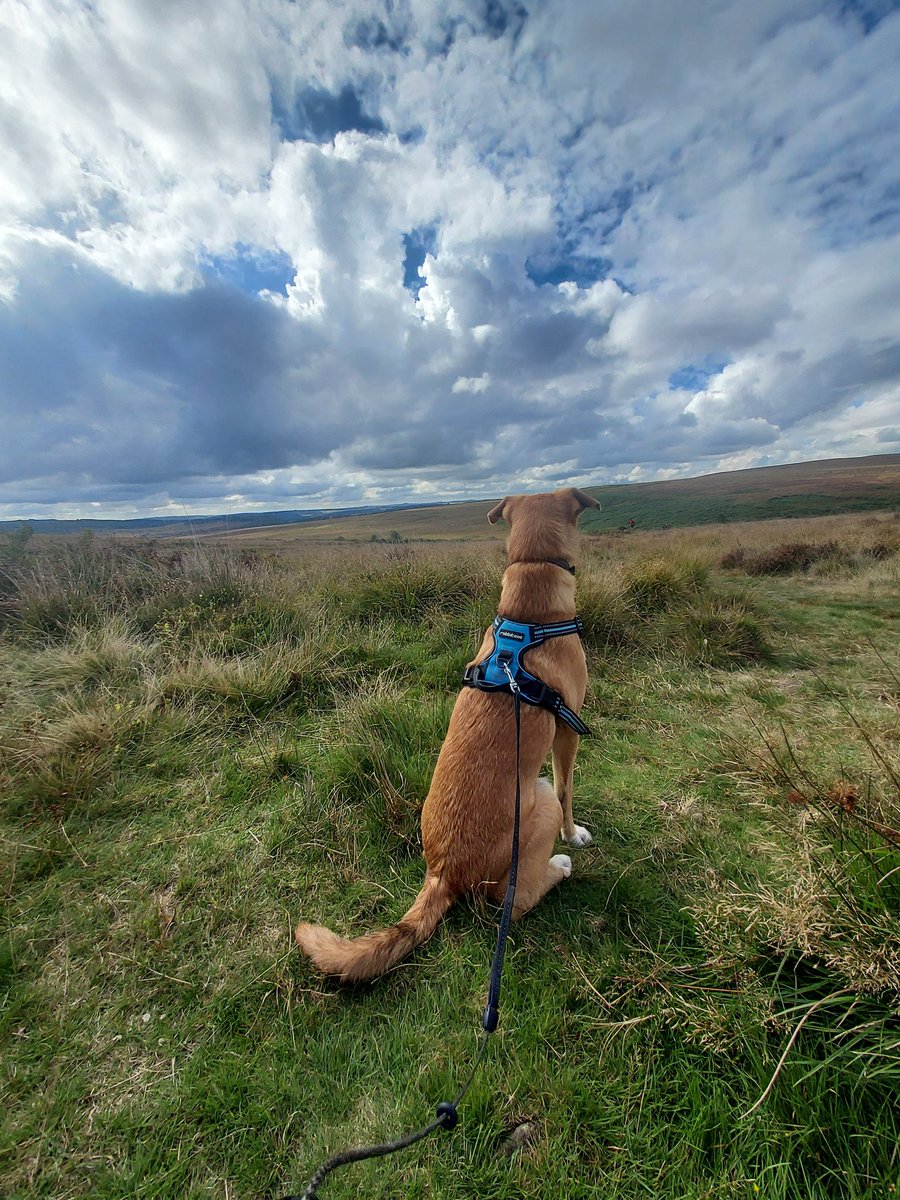 LawnMasterNotts's tweet photo. This is a fantastic initiative #GetOutsideDay
However would you mind if I added a slight change to that?
#GetOutsideEVERYDay
This was us, well George ๐ถ, on our walk in The Peak District yesterday https://t.co/TiPiAmNSMX