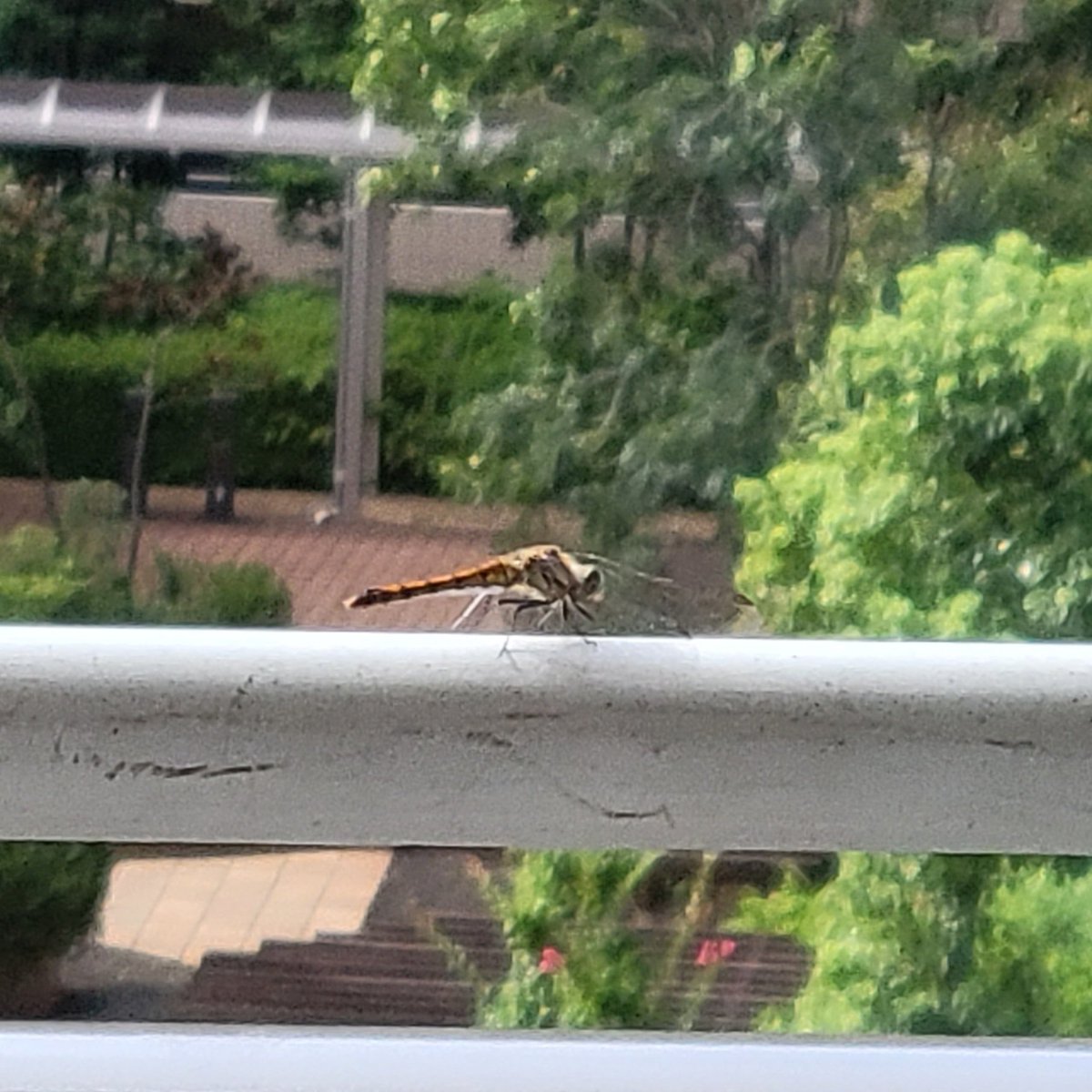 物価の上昇、円安、新型コロナ感染と嫌な事ばかりですが😩

秋を告げる、秋のトンボがベランダの洗濯竿に居ました、季節の変わりを感じ和やかな気分に成りました☺️