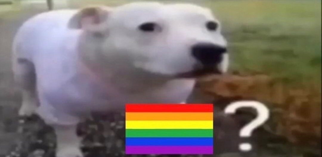 *hago voz fina para hablar con mi perro*

Mi perro: