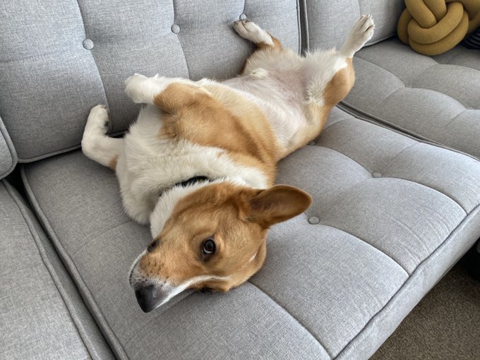 Afternoon nap times! #Corgi #CorgiCrew