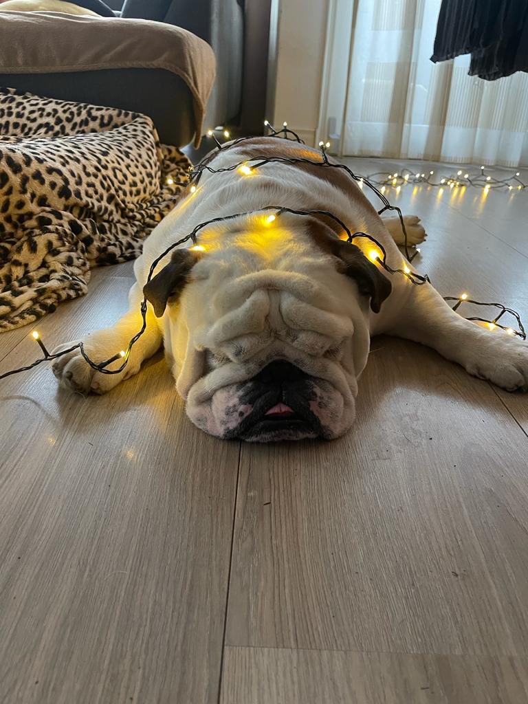 My mom thinks she is funny😤🤣 happy early Christmas friends🤣 #dogsoftwitter