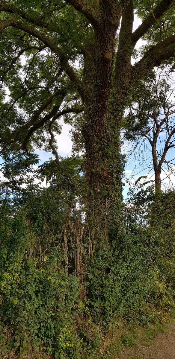 EkoLogIt's tweet image. Checking out a #CoolTree along my 8K running tour 😉 Lascar loggers still in place 🙏 @CoolTreeProject