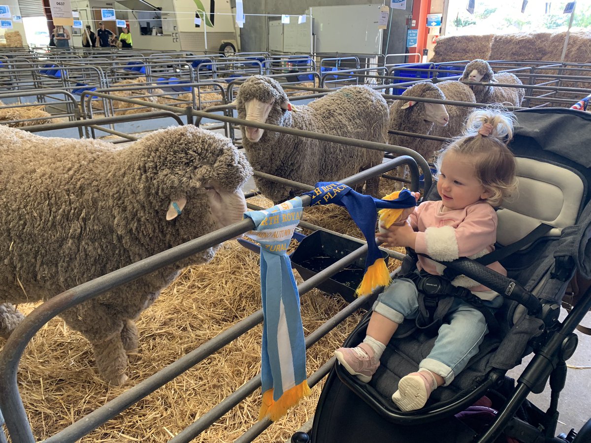 merino_wa's tweet photo. #Bringingthecountrytothecity 👏👏.
Congratulations WA #merino breeders, and thank you to our industry supporters, sponsors and valued volunteers! #Supreme #agindustry #showcased #showring #rewards https://t.co/0p1lKqbZL7