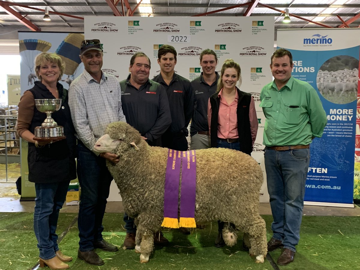 merino_wa's tweet photo. #Bringingthecountrytothecity 👏👏.
Congratulations WA #merino breeders, and thank you to our industry supporters, sponsors and valued volunteers! #Supreme #agindustry #showcased #showring #rewards https://t.co/0p1lKqbZL7