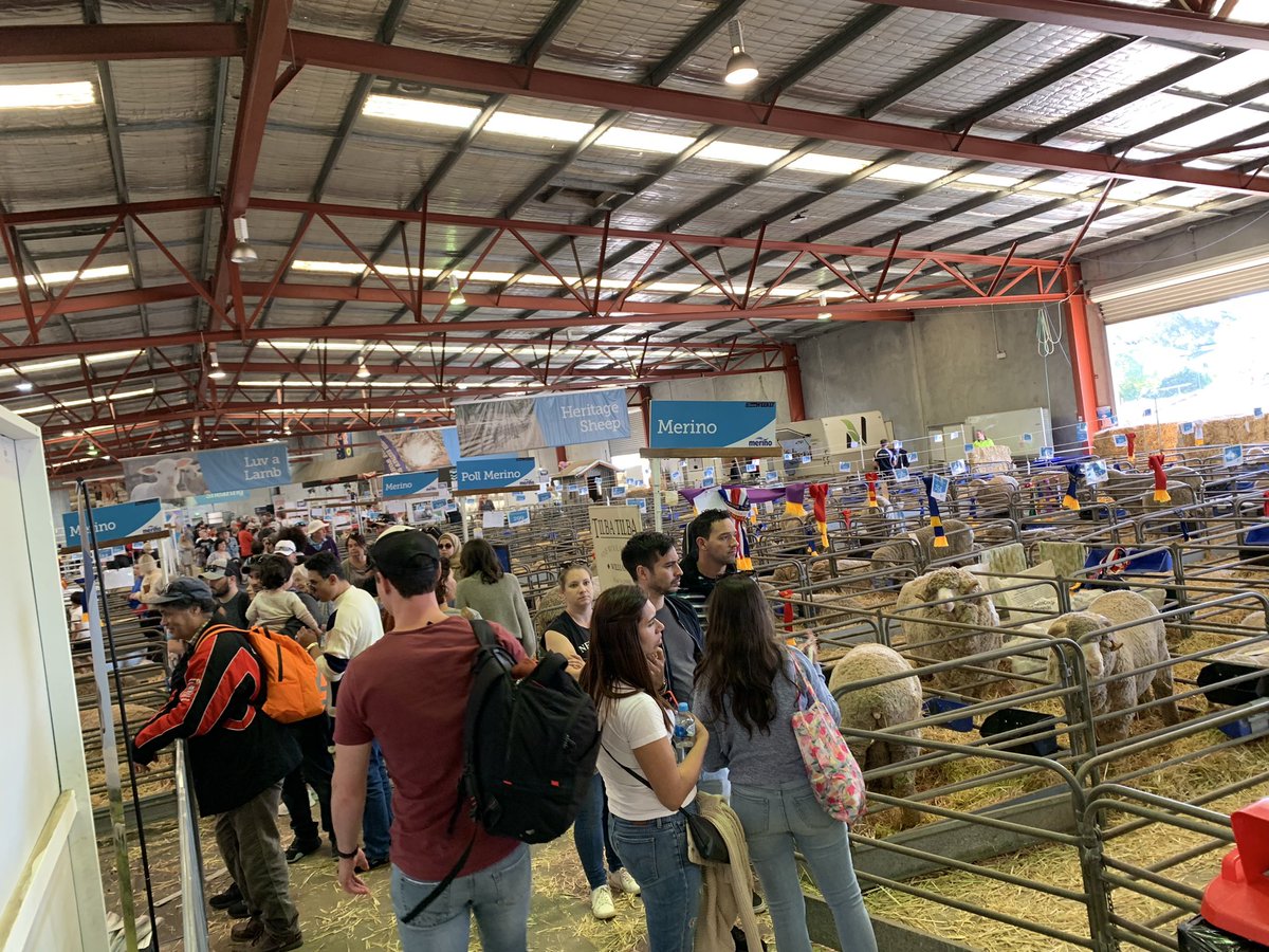 merino_wa's tweet photo. #Bringingthecountrytothecity 👏👏.
Congratulations WA #merino breeders, and thank you to our industry supporters, sponsors and valued volunteers! #Supreme #agindustry #showcased #showring #rewards https://t.co/0p1lKqbZL7