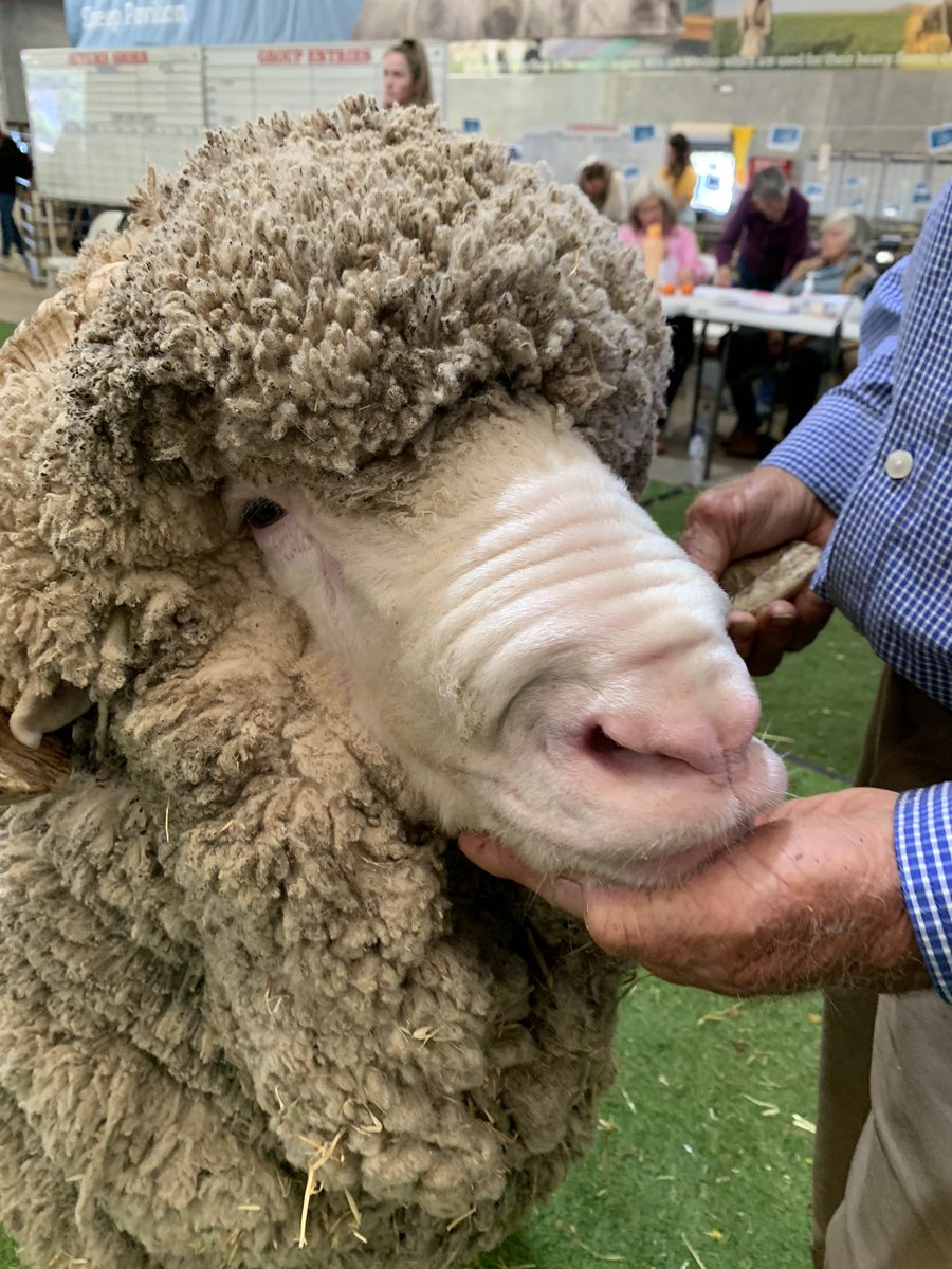 merino_wa's tweet photo. #Bringingthecountrytothecity 👏👏.
Congratulations WA #merino breeders, and thank you to our industry supporters, sponsors and valued volunteers! #Supreme #agindustry #showcased #showring #rewards https://t.co/0p1lKqbZL7