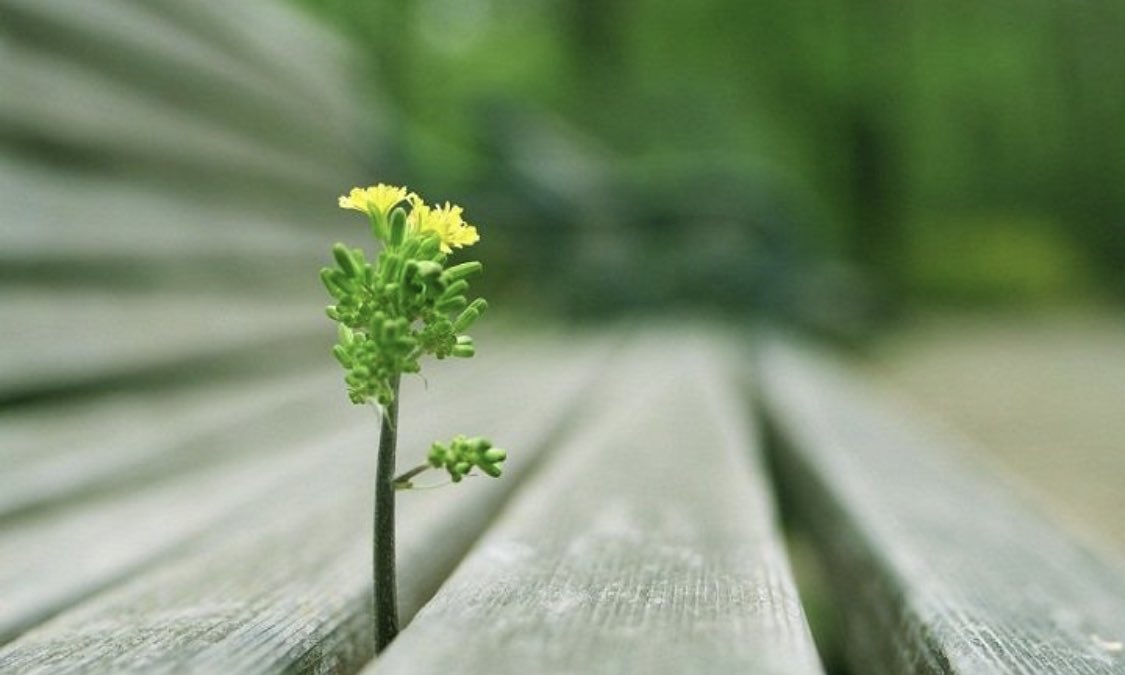 إن فقدت مكان البذور التي بذرتها يوماً ما، سيخبرك المطر أين زرعتها .. لذا، ابذر الخير فوق أي أرض، وتحت أي سماء، ومع أي شخص .. فأنت لا تعلم أين تجده، ومتى تجده !