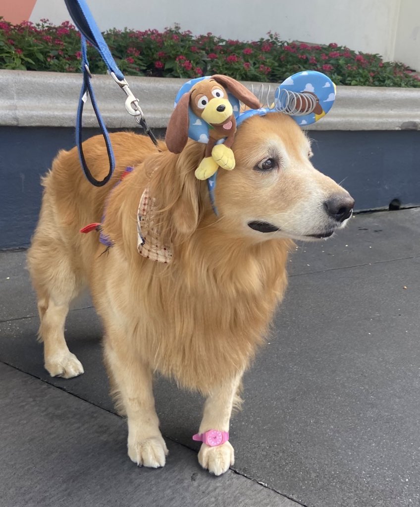 SuavesLomitos's tweet image. Lomitos en Disney 🤩