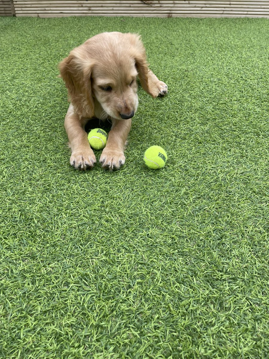 DogsHmpps's tweet photo. Big welcome to our youngest and newest member of the team! Nala is 11 week old cocker hoping becoming an EDD dog. The journey starts now.
#puppies #NCTAS #teamwork #EDD https://t.co/sWqi07QBs8