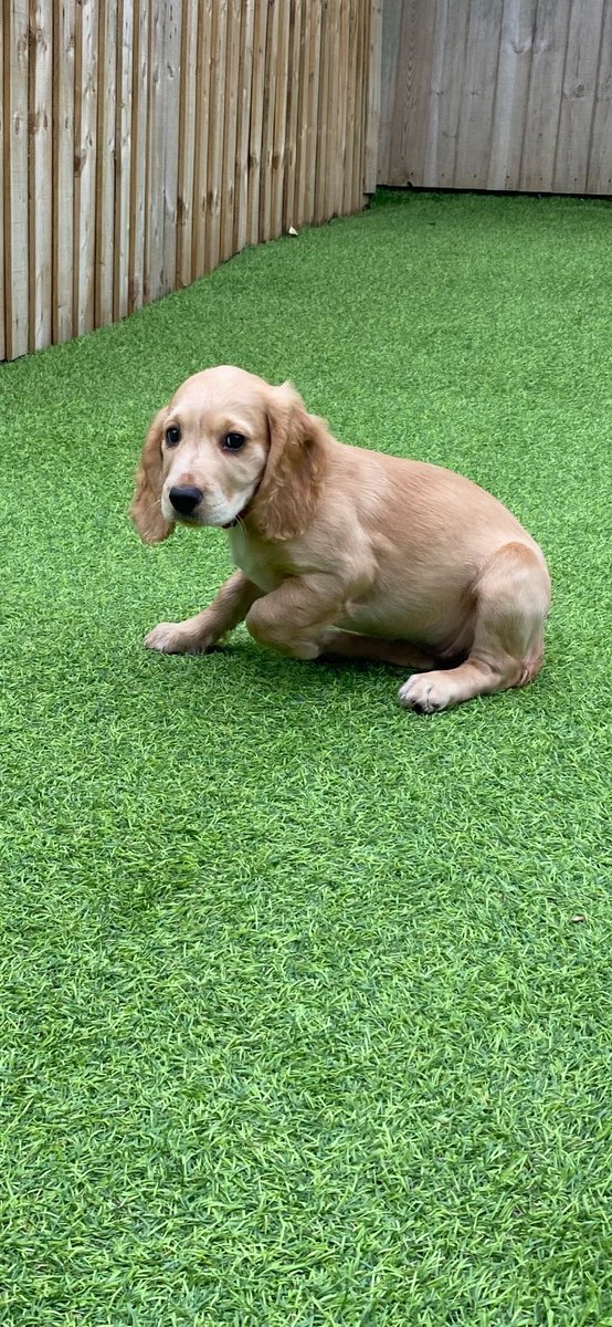 DogsHmpps's tweet photo. Big welcome to our youngest and newest member of the team! Nala is 11 week old cocker hoping becoming an EDD dog. The journey starts now.
#puppies #NCTAS #teamwork #EDD https://t.co/sWqi07QBs8