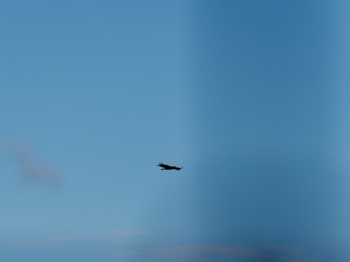 paul g. milo tweet media