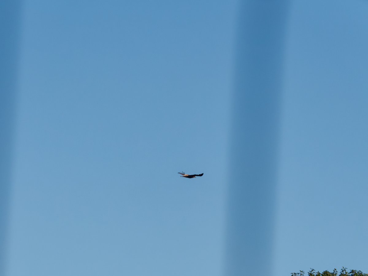 paul g. milo tweet media