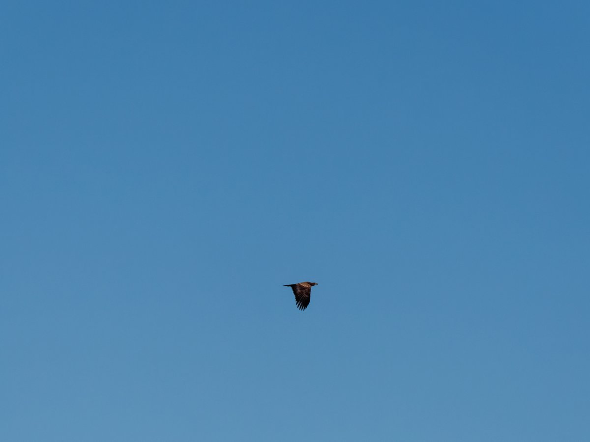 paul g. milo tweet media