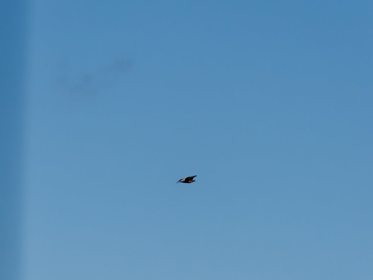 paul g. milo tweet media